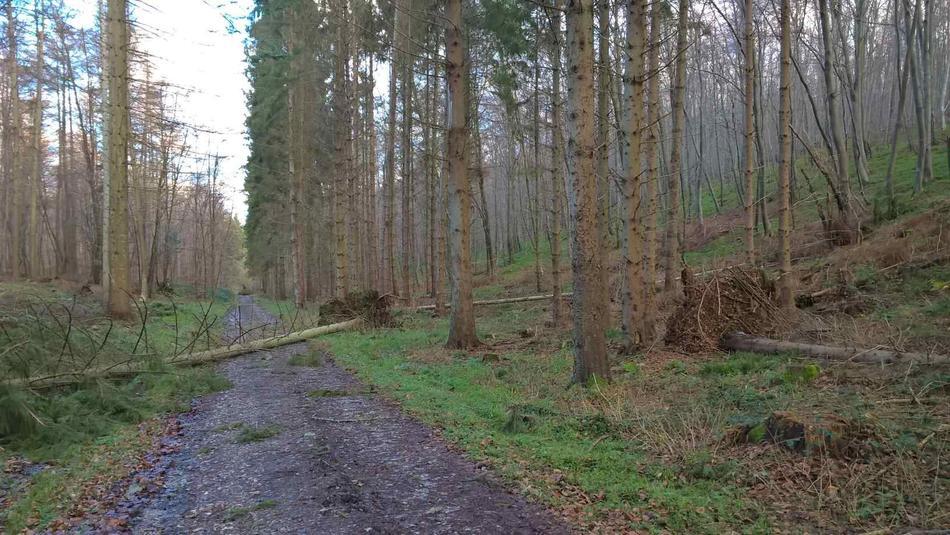 ONF Eleanor ONF Eleanor